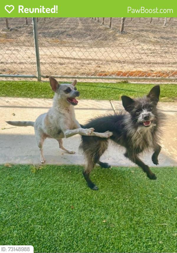 Reunited Male Dog last seen W Whitendale & County Center, Visalia, CA 93277