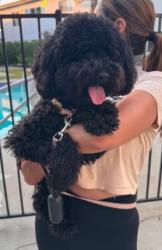 Found/Stray Unknown Dog last seen Downey street, Downey, CA 90241