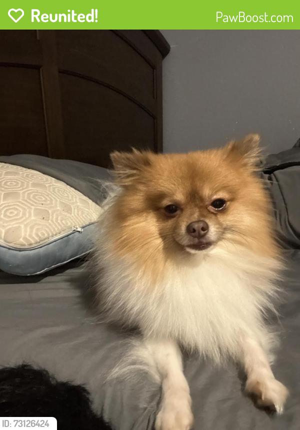 Reunited Male Dog last seen E grubb, Mesquite, TX 75149