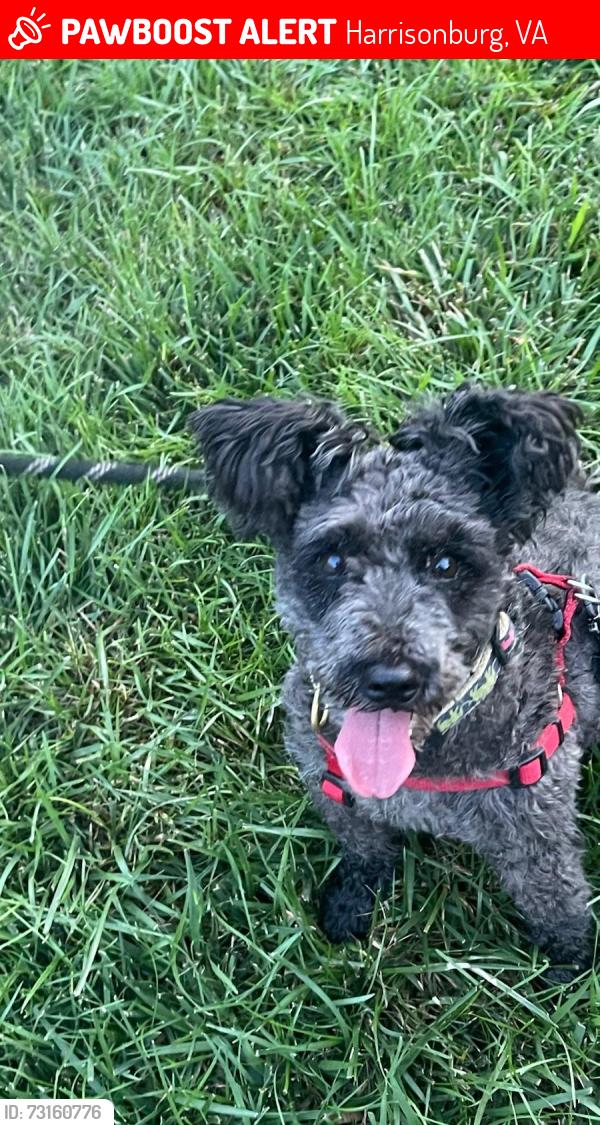 Lost Female Dog last seen Near greenbriar dr, Harrisonburg, VA 22801