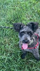 Lost Female Dog last seen Near greenbriar dr, Harrisonburg, VA 22801