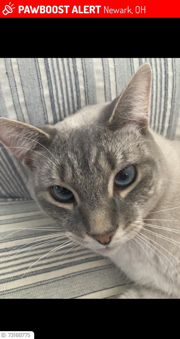 Lost Male Cat last seen 21st street / Gregory park neighborhood, Newark, OH 43055
