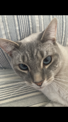 Lost Male Cat last seen 21st street / Gregory park neighborhood, Newark, OH 43055