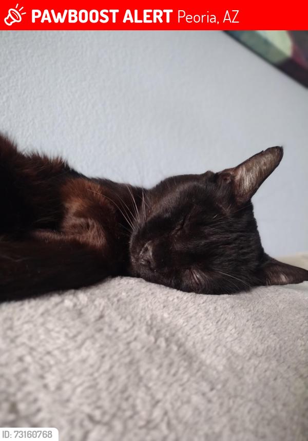 Lost Male Cat last seen 71st ave and Laurel lane, Peoria, AZ 85345