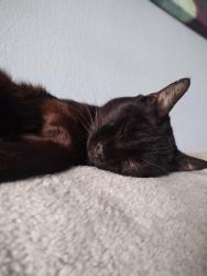Lost Male Cat last seen 71st ave and Laurel lane, Peoria, AZ 85345