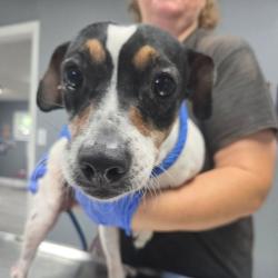 Shelter Stray Female Dog last seen , 1392 NW Shelter Gln, Lake City, FL 32055, USA