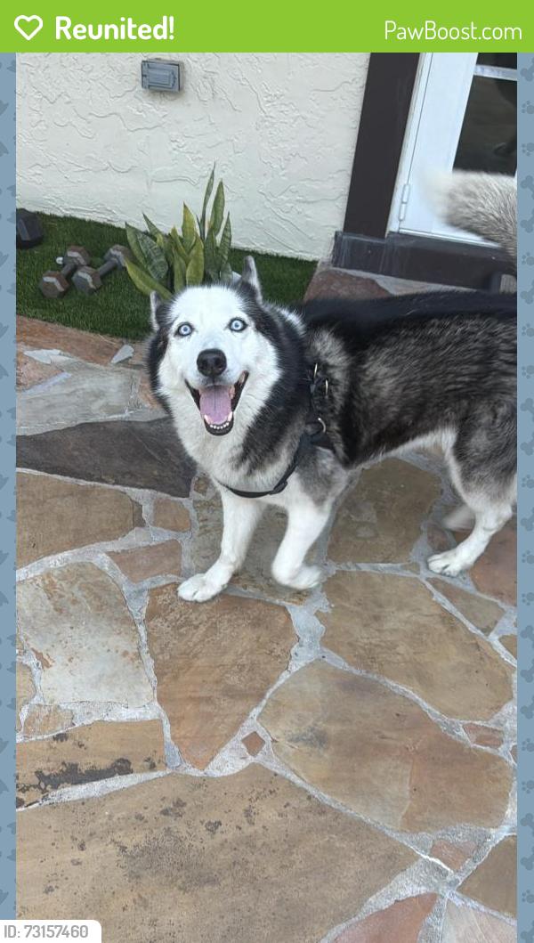 Reunited Male Dog last seen SW 82 Ave, Miami, FL 33144