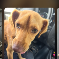 Shelter Stray Male Dog last seen , 1392 NW Shelter Gln, Lake City, FL 32055, USA