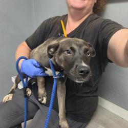 Shelter Stray Female Dog last seen , 1392 NW Shelter Gln, Lake City, FL 32055, USA
