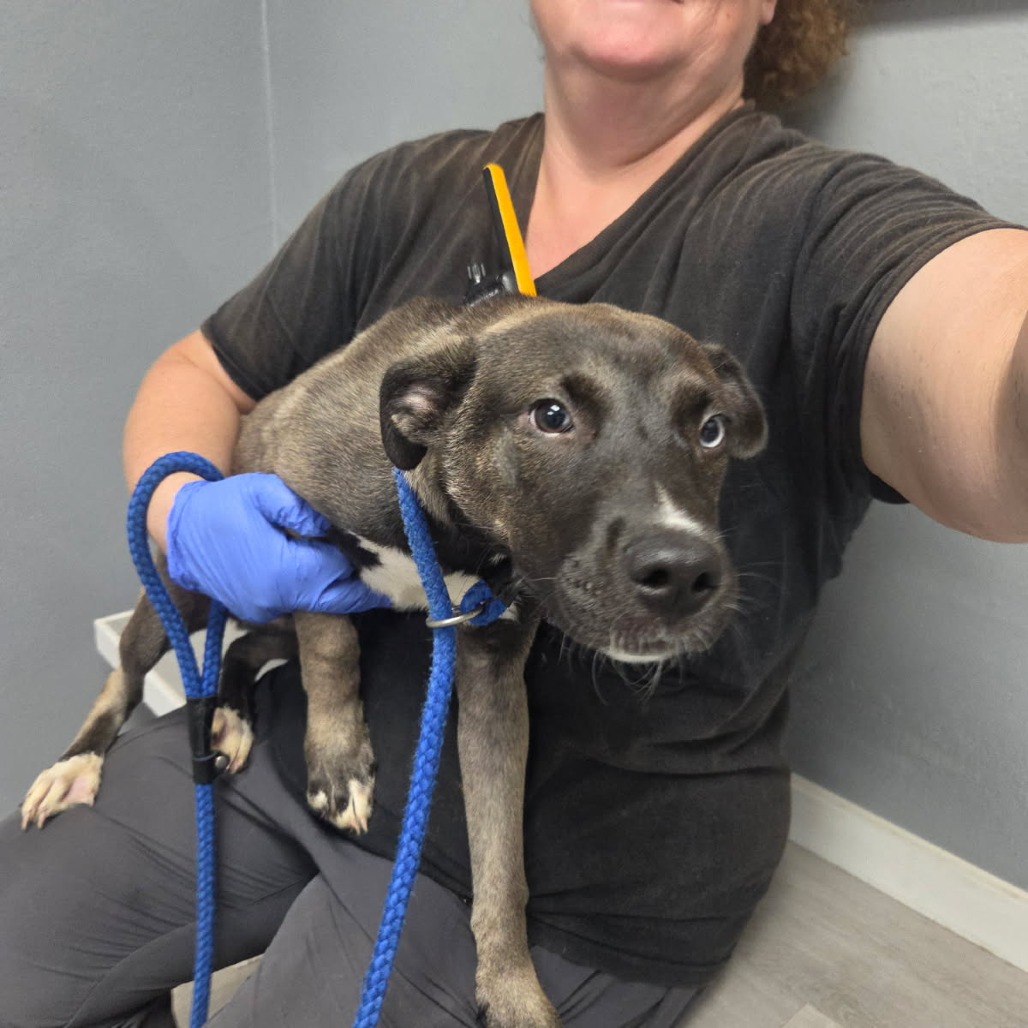 Shelter Stray Female Dog last seen , 1392 NW Shelter Gln, Lake City, FL 32055, USA