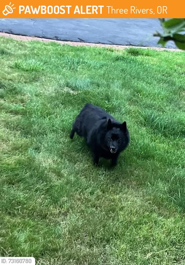 Found/Stray Unknown Dog last seen Milky Way Rd, Three Rivers, OR 97707
