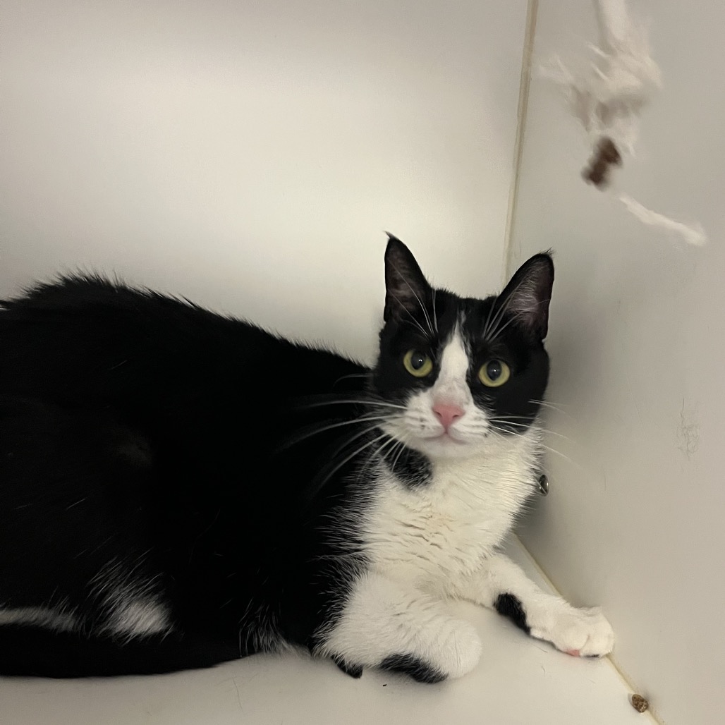 Shelter Stray Female Cat last seen , Animal Care & Control Team of Philly, 111 W Hunting Park Ave, Philadelphia, PA 19140, USA