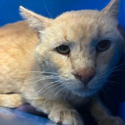 Shelter Stray Unknown Cat last seen , 361 S Raymond Ave, Pasadena, CA 91105, USA