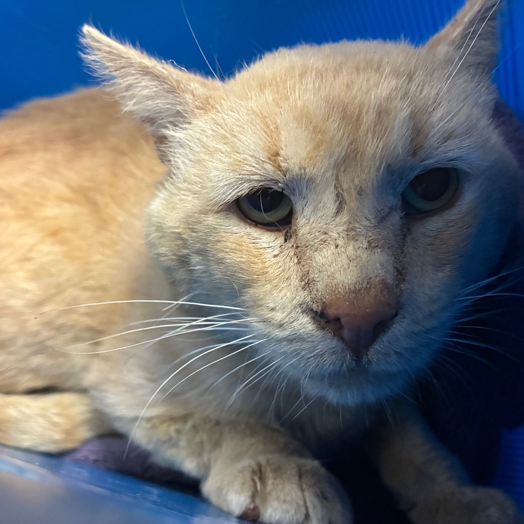 Shelter Stray Unknown Cat last seen , 361 S Raymond Ave, Pasadena, CA 91105, USA