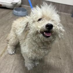 Shelter Stray Female Dog last seen , 361 S Raymond Ave, Pasadena, CA 91105, USA