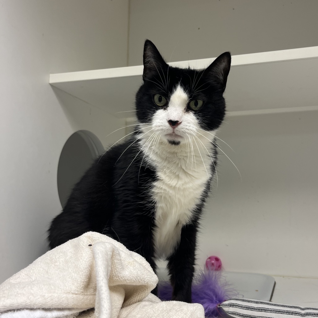 Shelter Stray Female Cat last seen , Animal Care & Control Team of Philly, 111 W Hunting Park Ave, Philadelphia, PA 19140, USA