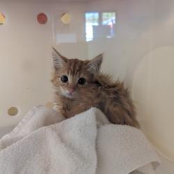 Shelter Stray Unknown Cat last seen , 361 S Raymond Ave, Pasadena, CA 91105, USA