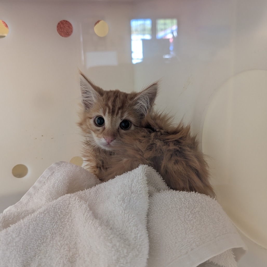 Shelter Stray Unknown Cat last seen , 361 S Raymond Ave, Pasadena, CA 91105, USA