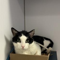 Shelter Stray Male Cat last seen , Animal Care & Control Team of Philly, 111 W Hunting Park Ave, Philadelphia, PA 19140, USA