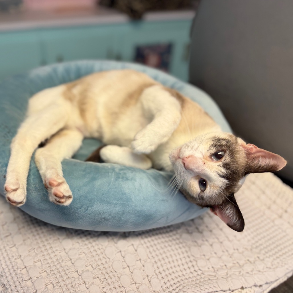 Shelter Stray Female Cat last seen , 8020 Washington St, Port Richey, FL 34668, USA