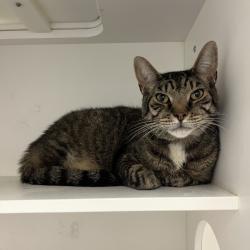 Shelter Stray Male Cat last seen , Animal Care & Control Team of Philly, 111 W Hunting Park Ave, Philadelphia, PA 19140, USA