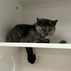 Shelter Stray Female Cat last seen , Animal Care & Control Team of Philly, 111 W Hunting Park Ave, Philadelphia, PA 19140, USA