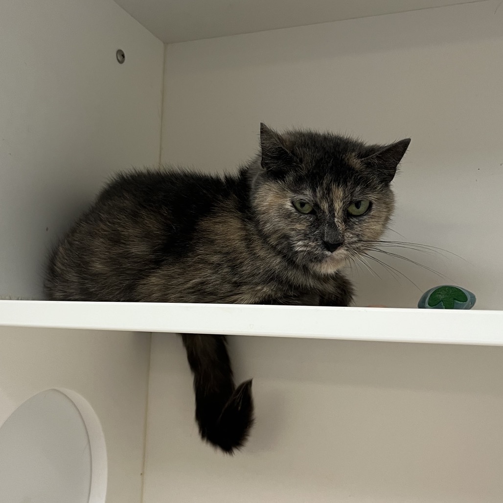 Shelter Stray Female Cat last seen , Animal Care & Control Team of Philly, 111 W Hunting Park Ave, Philadelphia, PA 19140, USA