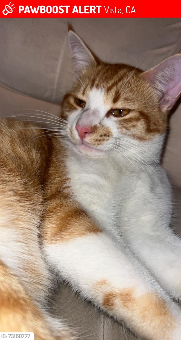Lost Male Cat last seen By church of saint francis, Vista, CA 92083