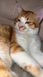 Lost Male Cat last seen By church of saint francis, Vista, CA 92083