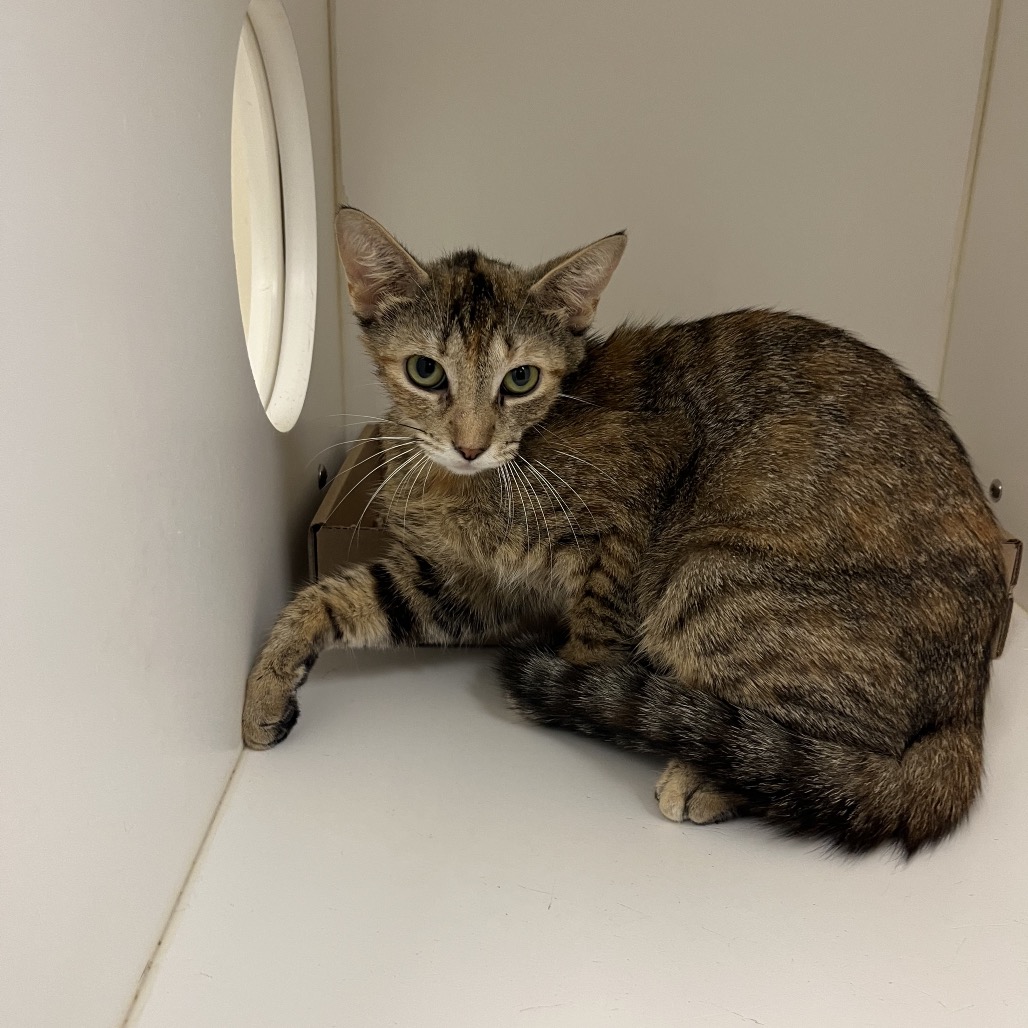 Shelter Stray Female Cat last seen , Animal Care & Control Team of Philly, 111 W Hunting Park Ave, Philadelphia, PA 19140, USA