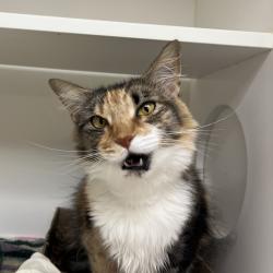 Shelter Stray Female Cat last seen , Animal Care & Control Team of Philly, 111 W Hunting Park Ave, Philadelphia, PA 19140, USA