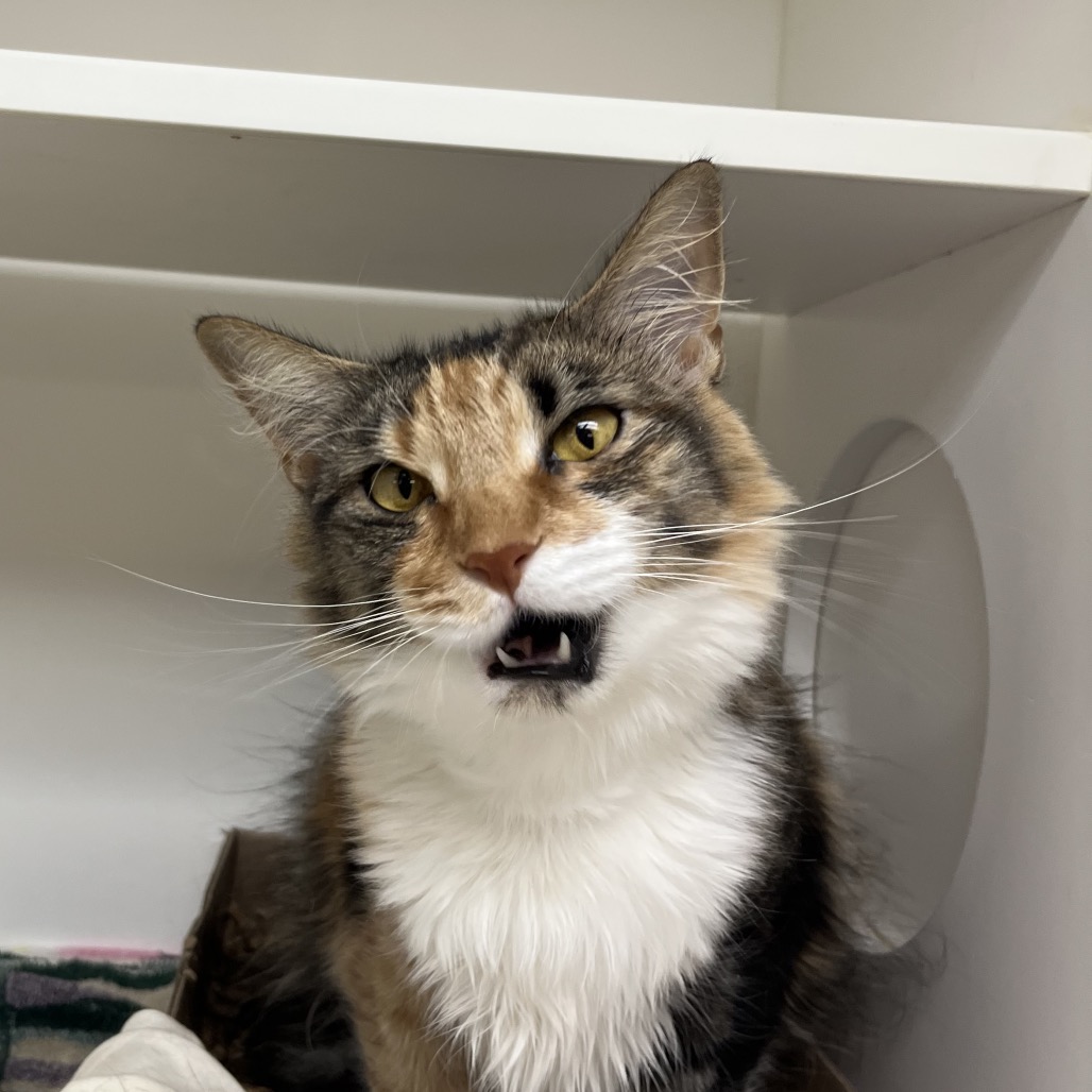 Shelter Stray Female Cat last seen , Animal Care & Control Team of Philly, 111 W Hunting Park Ave, Philadelphia, PA 19140, USA