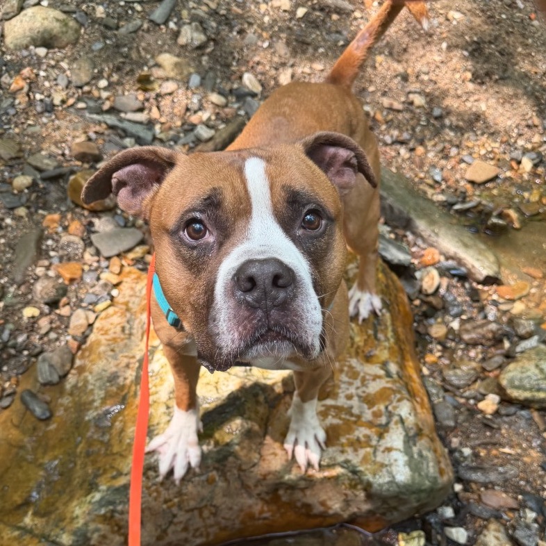 Shelter Stray Male Dog last seen , Animal Care & Control Team of Philly, 111 W Hunting Park Ave, Philadelphia, PA 19140, USA
