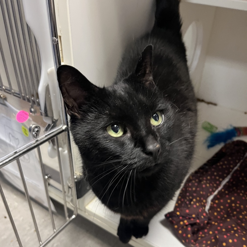 Shelter Stray Female Cat last seen , Animal Care & Control Team of Philly, 111 W Hunting Park Ave, Philadelphia, PA 19140, USA