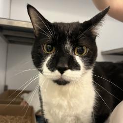 Shelter Stray Male Cat last seen , Animal Care & Control Team of Philly, 111 W Hunting Park Ave, Philadelphia, PA 19140, USA