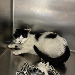 Shelter Stray Female Cat last seen , Animal Care & Control Team of Philly, 111 W Hunting Park Ave, Philadelphia, PA 19140, USA