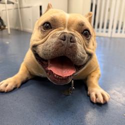 Shelter Stray Female Dog last seen , 3612 11th Ave, Los Angeles, CA 90018, USA