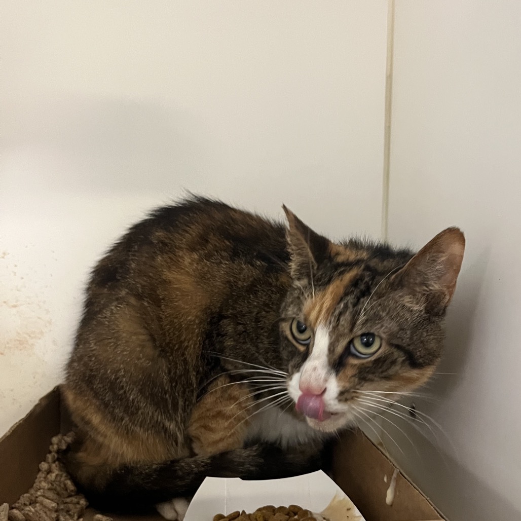 Shelter Stray Female Cat last seen , Animal Care & Control Team of Philly, 111 W Hunting Park Ave, Philadelphia, PA 19140, USA
