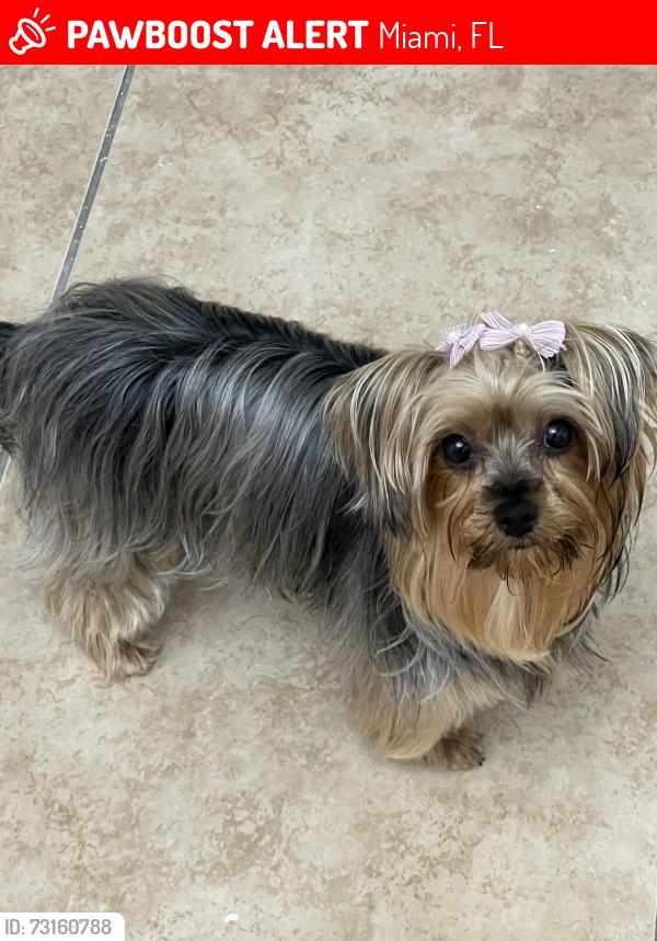 Lost Female Dog last seen Miami Florida, Miami, FL 33177