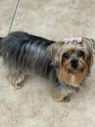 Lost Female Dog last seen Miami Florida, Miami, FL 33177