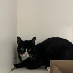 Shelter Stray Male Cat last seen , Animal Care & Control Team of Philly, 111 W Hunting Park Ave, Philadelphia, PA 19140, USA