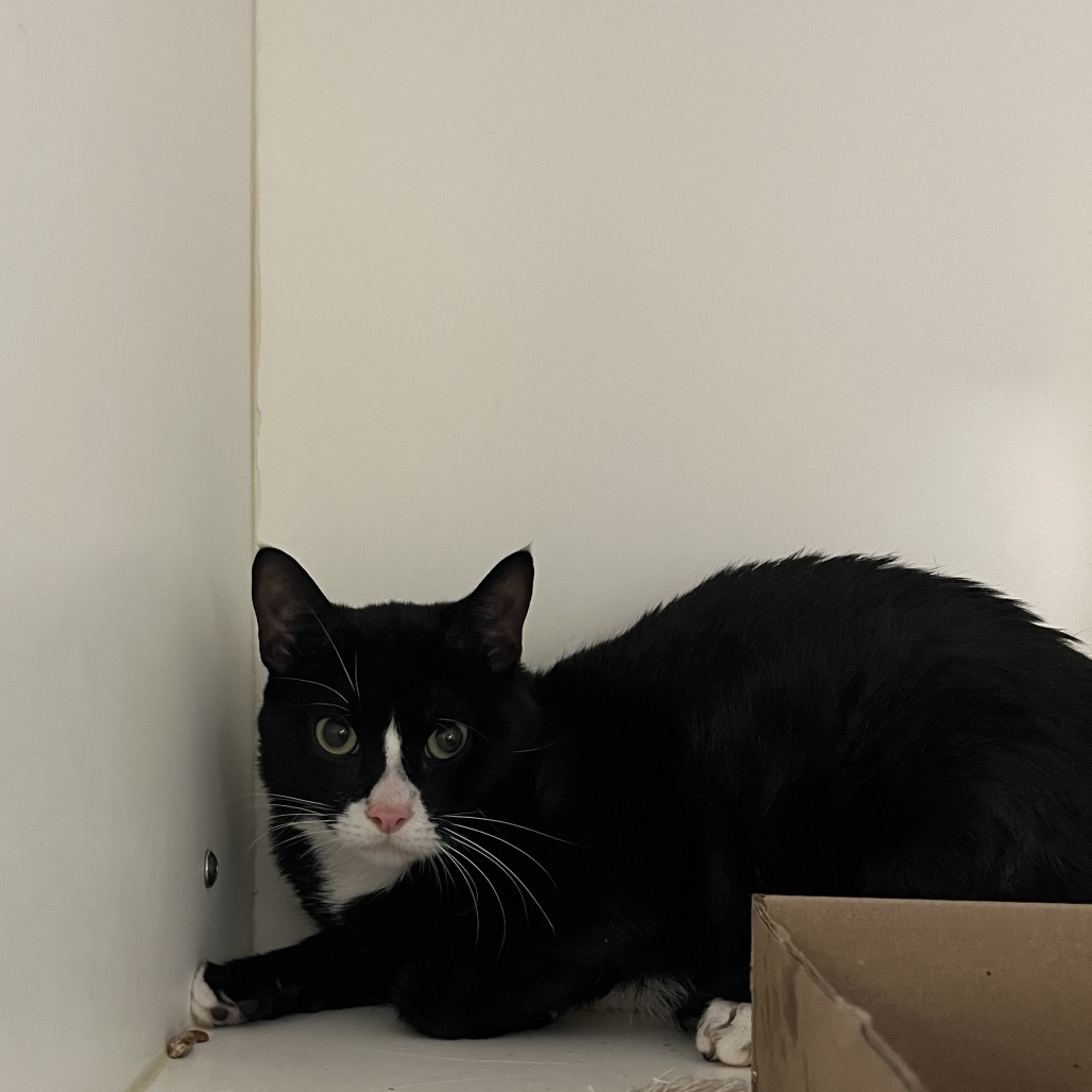 Shelter Stray Male Cat last seen , Animal Care & Control Team of Philly, 111 W Hunting Park Ave, Philadelphia, PA 19140, USA