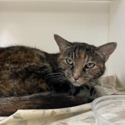 Shelter Stray Female Cat last seen , Animal Care & Control Team of Philly, 111 W Hunting Park Ave, Philadelphia, PA 19140, USA