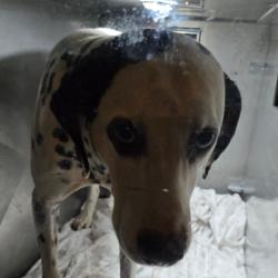 Shelter Stray Male Dog last seen , Animal Care & Control Team of Philly, 111 W Hunting Park Ave, Philadelphia, PA 19140, USA