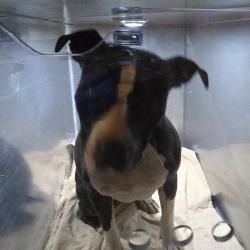 Shelter Stray Female Dog last seen , Animal Care & Control Team of Philly, 111 W Hunting Park Ave, Philadelphia, PA 19140, USA