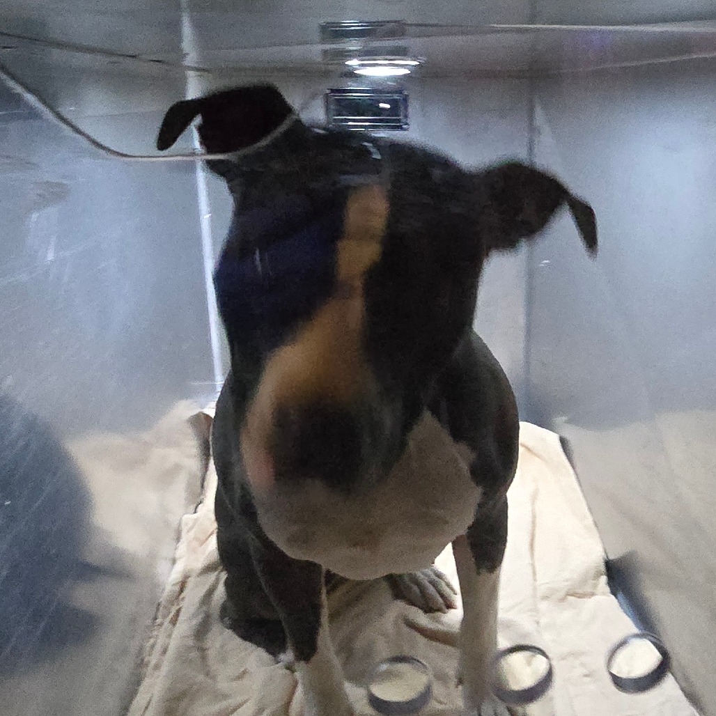 Shelter Stray Female Dog last seen , Animal Care & Control Team of Philly, 111 W Hunting Park Ave, Philadelphia, PA 19140, USA