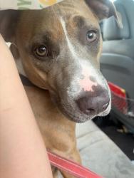 Found/Stray Female Dog last seen Greenwood and Picadily, Maplewood, MO 63143