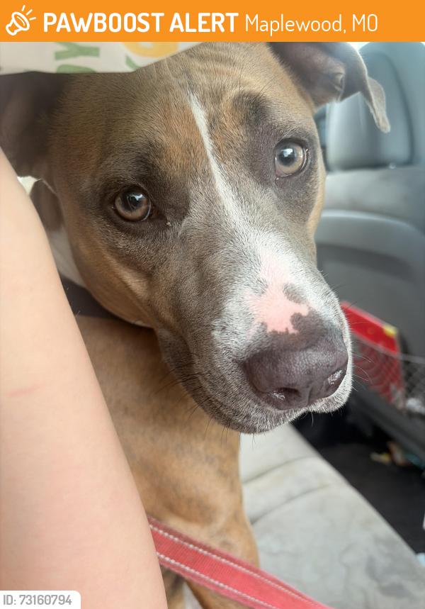 Found/Stray Female Dog last seen Greenwood and Picadily, Maplewood, MO 63143