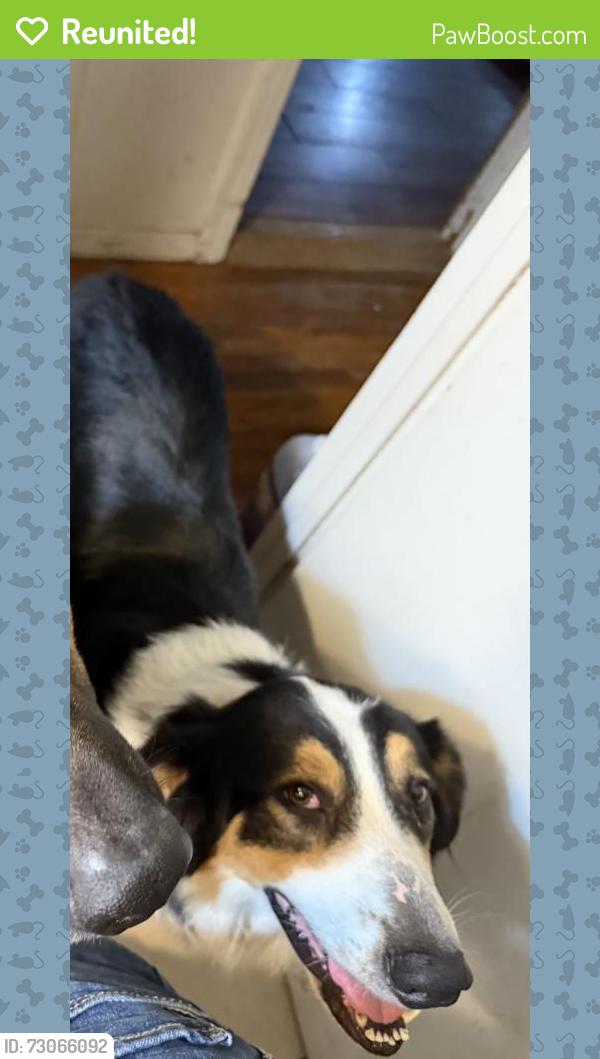 Reunited Female Dog last seen Korean Baptist Church, Fort Worth, TX 76126