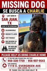 Lost Male Dog last seen cesar chavez and 495, San Juan, TX 78589